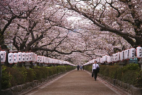 that Japan had to attract a lot of tourist was their sakura flower