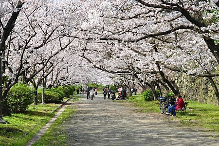 sakura_090323_fukuoka_05.jpg