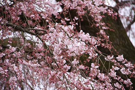 weeping cherry tree pictures. the large weeping cherry