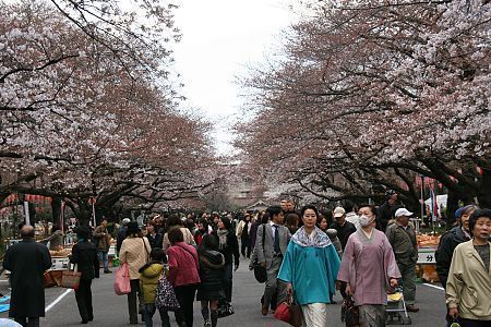 http://www.japan-guide.com/blog/g/sakura_090326_tokyo_04.jpg