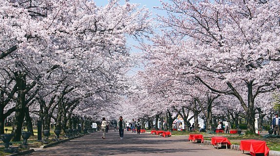 Image result for tokyo cherry blossoms