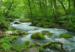 Oirase stream in Aomori Prefecture