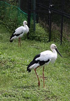The Oriental Stork can t be The Oriental Stork can t be