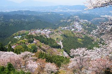 Konohana Blossom