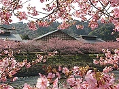 6310 cherry tree izu peninsula izu hanto travel guide 6310 cherry tree izu peninsula izu hanto travel guide