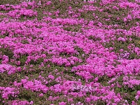 Flowers in Japan