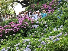 Flowers in Japan
