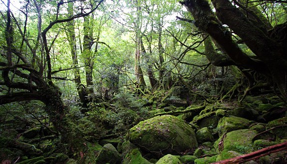 Yakushima Island
