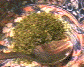 okonomiyaki01.gif