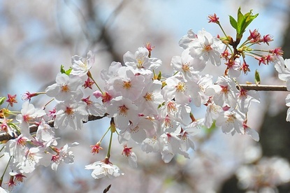 Scott's Japan Travel Journal: Cherry Blossom Report: Tokyo