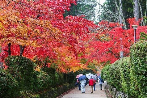 Autumn Color Reports 2017 Autumn Color Reports 2017