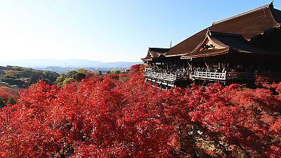 tourist news in japan