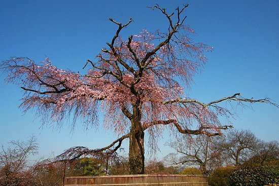 cherry-tree-chopping图片