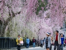 Kakunodate Travel Cherry Blossom Festival Kakunodate Travel Cherry Blossom Festival