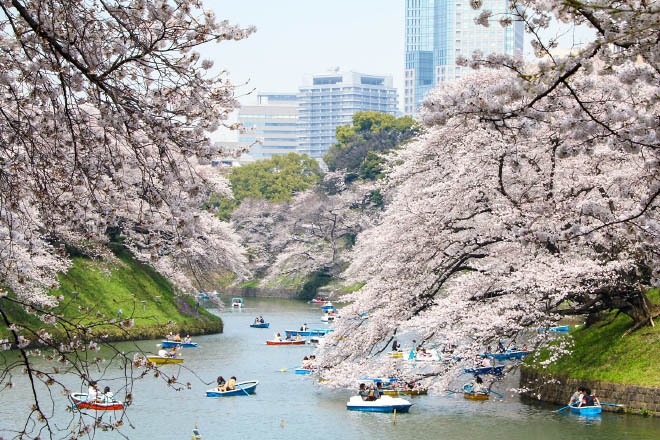 2021 Cherry Blossom Forecast