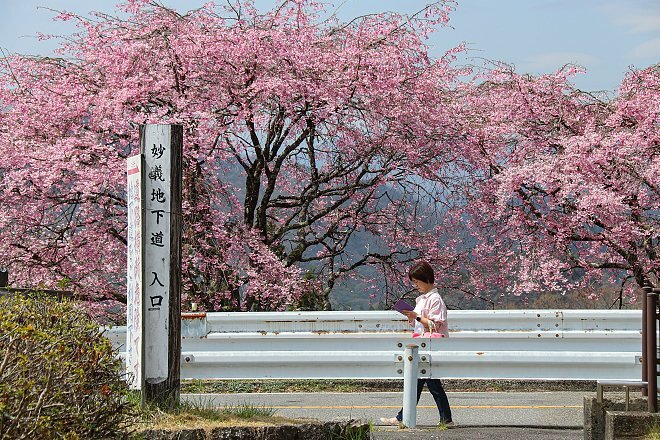 Cherry Blossom Reports 2024 Cherry Blossom Reports 2024