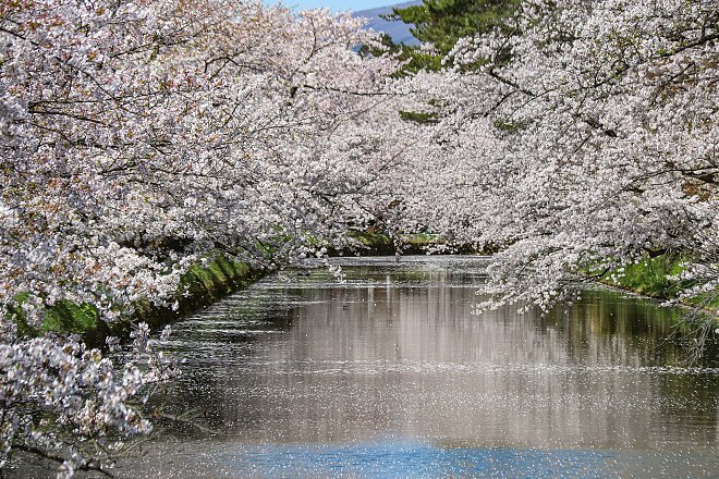 Cherry Blossom Reports 2024 Cherry Blossom Reports 2024