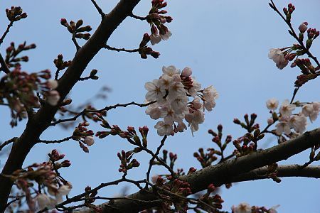 Cherry Blossom Report 2009: Tokyo Report