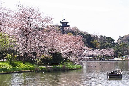 Schauwecker's Japan Travel Blog: Cherry Blossom Report: Yokohama