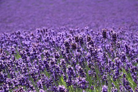 Schauwecker's Japan Travel Blog: Furano Lavender in full bloom