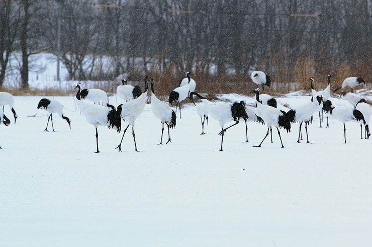 Home Delivery by japan-guide.com - Wild Japan