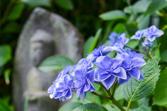 Jess Japan Travel Journal Ajisai Viewing In Kamakura