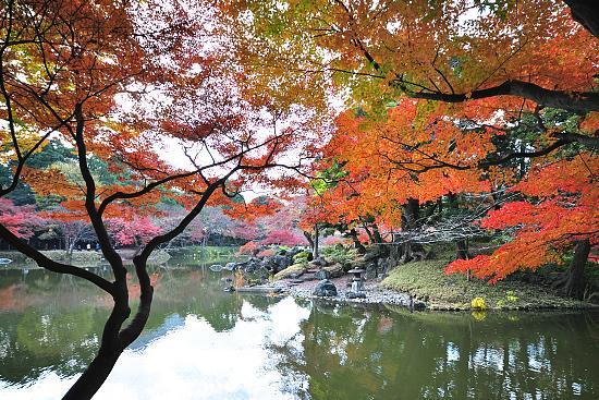 Scott's Japan Travel Journal: Autumn Color Report: Tokyo
