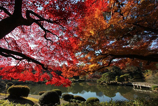 Autumn Color Report 2011: Tokyo Report