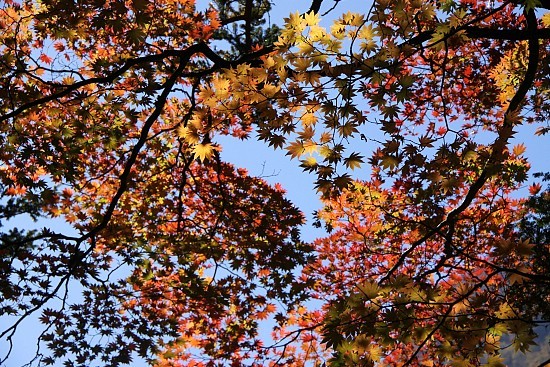 Autumn Color Report 2012: Kamikochi Report