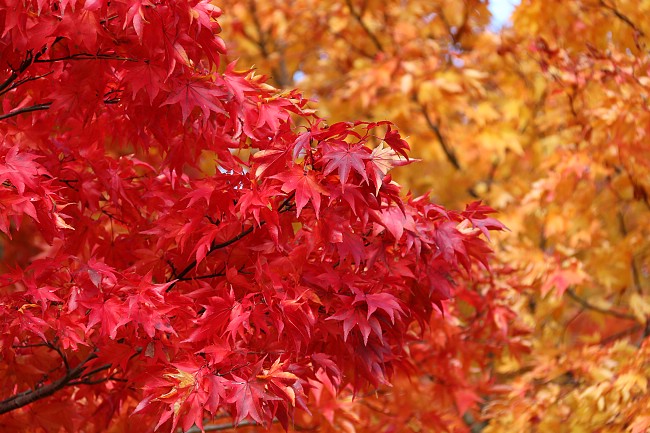 Autumn Color Report 2014: Fuji Report