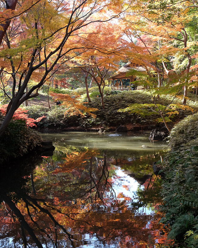 Autumn Color Report 2015: Tokyo Report