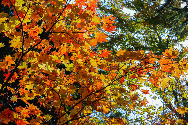 Autumn Color Reports 2016 - Hakkoda: Peak Colors