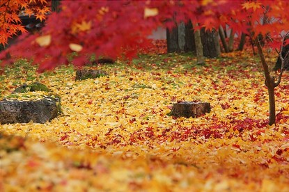 Autumn Color Reports 2016 - Kyoto: Peak Colors