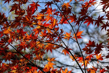 Autumn Color Reports 2016 - Kyoto: Beyond Peak