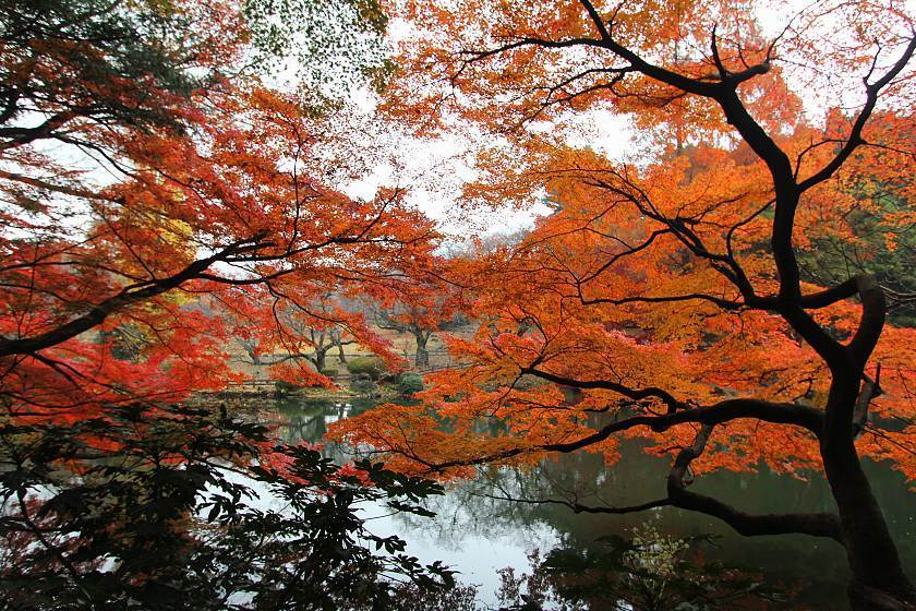 Autumn Color Reports 2017 - Tokyo: Peak Colors