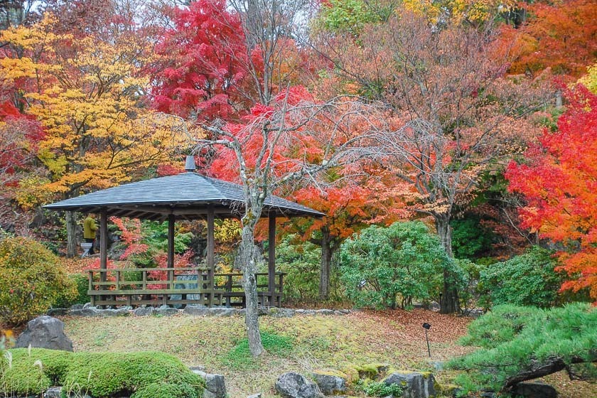 Autumn Color Reports 2018 - Sakurayama: Peak Colors