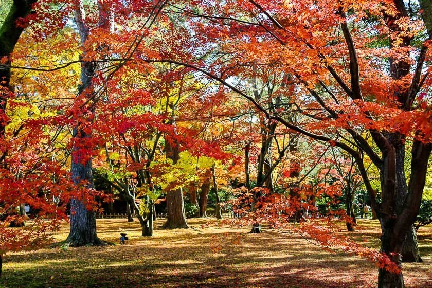 Autumn Color Reports 2018 - Kanazawa: Peak Colors