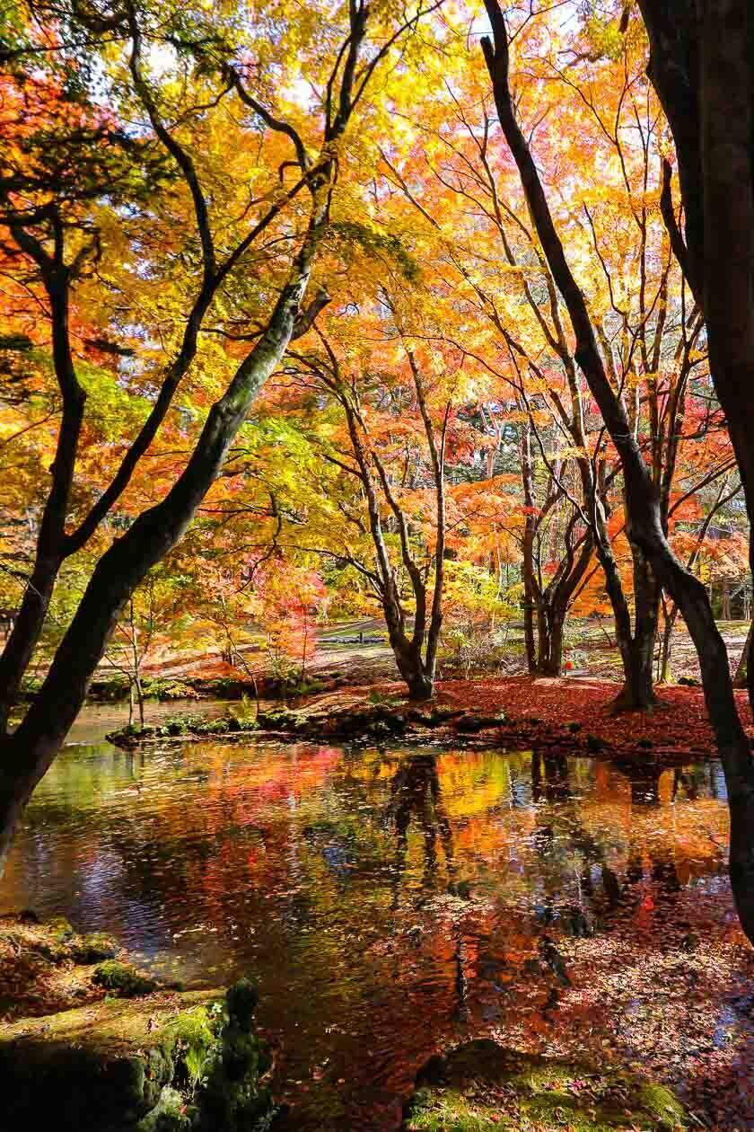 Autumn Color Reports 2020 - Karuizawa: Peak Colors