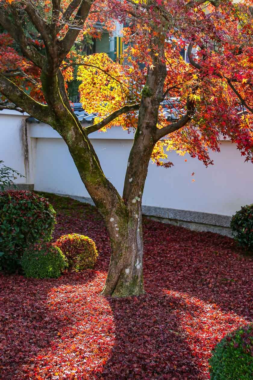 Autumn Color Reports 2020 - Kyoto: Peak Colors