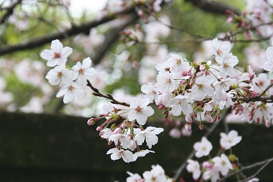 Cherry Blossom Report 2011: Fukuoka Report