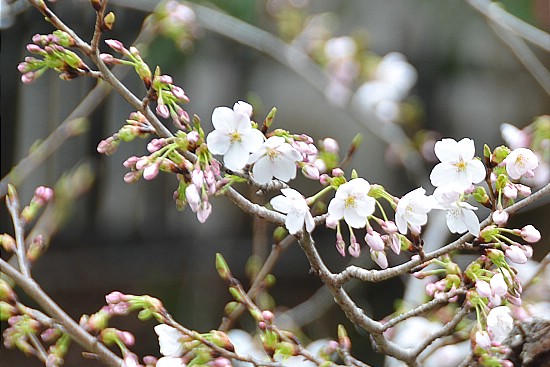 Cherry Blossom Report 2011: Yoshino Report