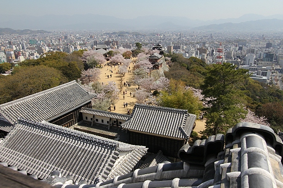 Cherry Blossom Report 2011  Matsuyama Report