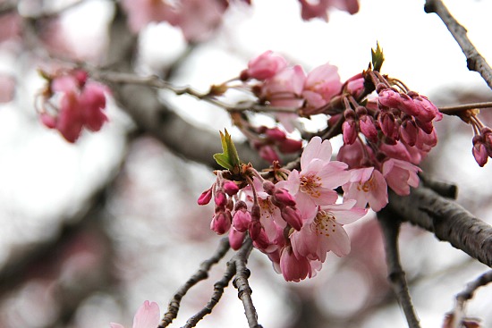 Cherry Blossom Report 2012: Tokyo Report