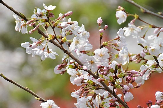 Cherry Blossom Report 2012: Tokyo Report
