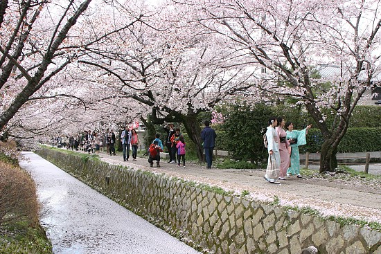 Resultado de imagem para hanami em kyoto