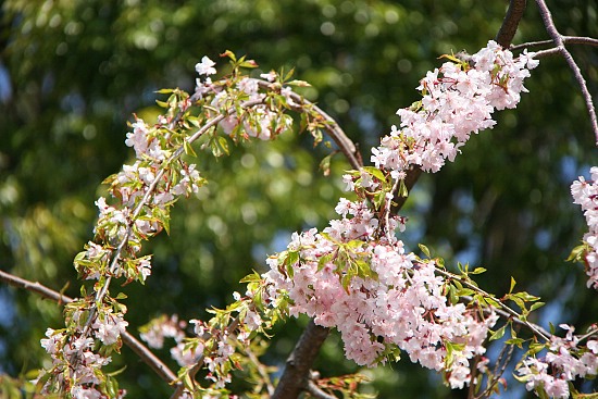 Cherry Blossom Report 2012: Tokyo Report