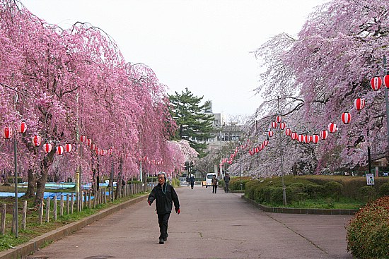 Sean's Japan Travel Journal: Cherry Blossom Report: Sendai