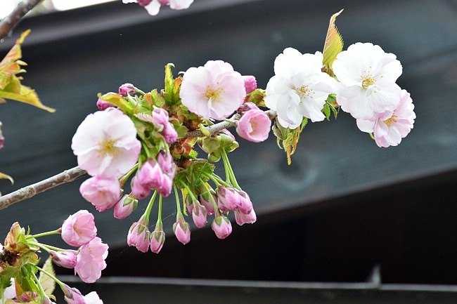 Cherry Blossom Report 2013: Matsumae Report