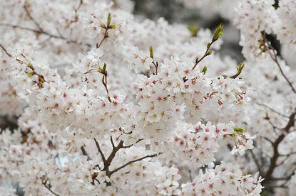 Scott's Japan Travel Journal: Cherry Blossom Report: Tokyo