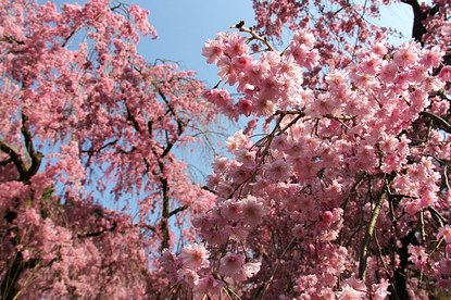 Schauwecker's Japan Travel Blog: Cherry Blossom Report: Kyoto